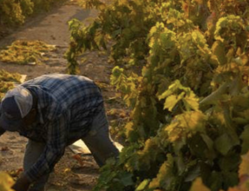 New Report Highlights Low Pay, Dangerous Working Conditions for Farmworkers